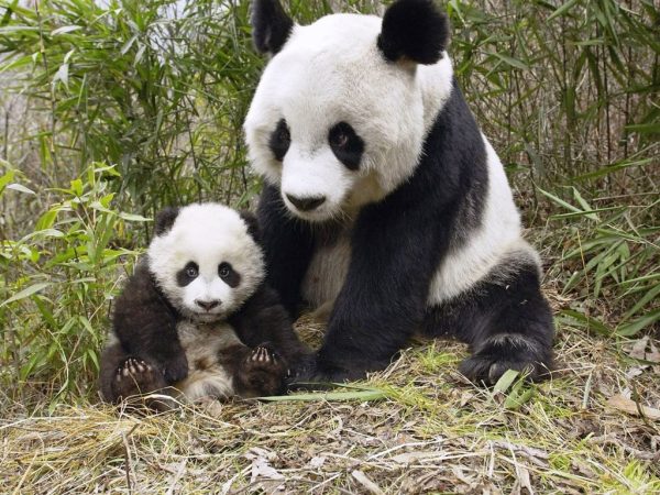 Üç Arkadaş ve Panda Masalı