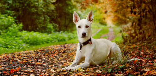 Sadık Köpek ve Ormanın Sırrı